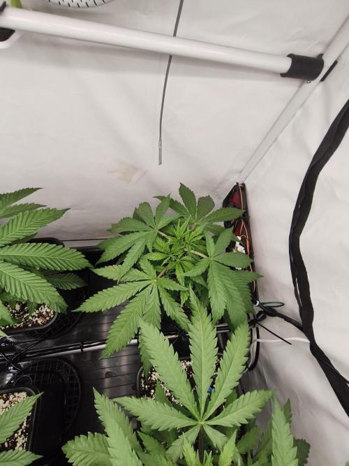 COCO Grow Big Tent 3 Strains - 6 Plants. Week 5 - Kings Juice #2 showing the same behavior