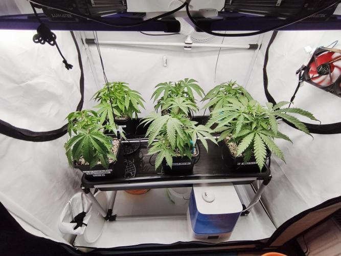 COCO Grow Big Tent 3 Strains - 6 Plants. Week 5 - of the tent – you can see my DIY drain table setup💚💚