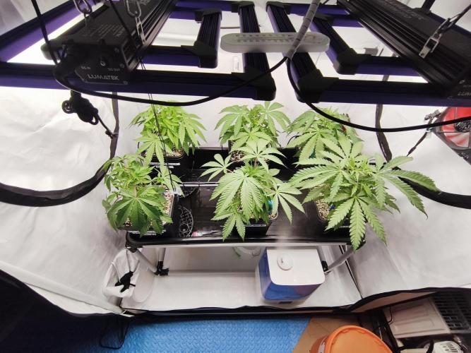 COCO Grow Big Tent 3 Strains - 6 Plants. Week 5