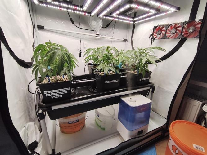 COCO Grow Big Tent 3 Strains - 6 Plants. Week 5 - Front angle view – canopy starting to fill out nicely