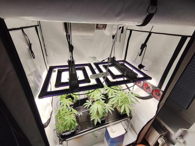 COCO Grow Big Tent 3 Strains - 6 Plants. Week 5 - Top angle view into the tent – getting bushier every day 🌿