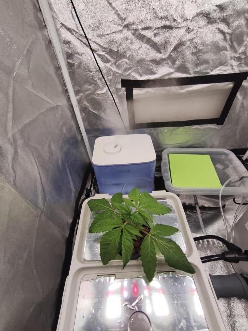 Persian Pie Green House Seeds RDWC. Week 3 - 4/6/26