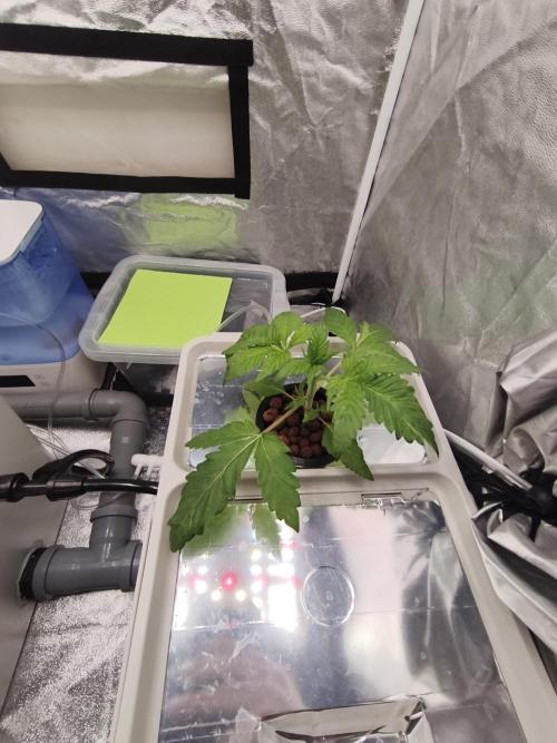 Persian Pie Green House Seeds RDWC. Week 3 - 4/6/26