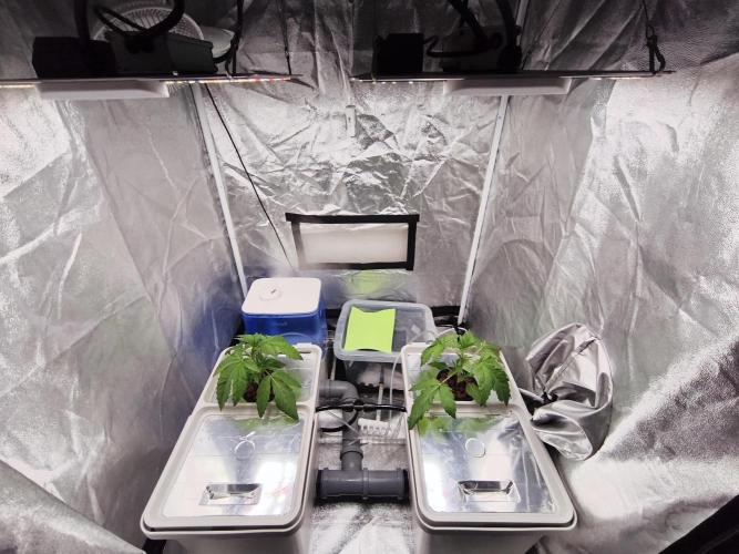 Persian Pie Green House Seeds RDWC. Week 3 - 4/7/26