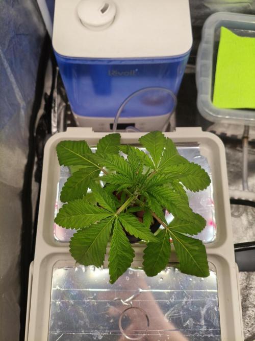 Persian Pie Green House Seeds RDWC. Week 3 - 4/7/26