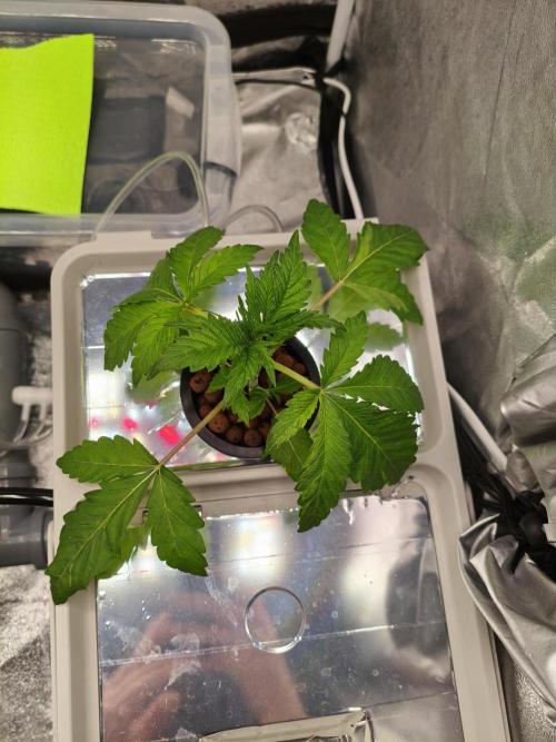 Persian Pie Green House Seeds RDWC. Week 3 - 4/7/26