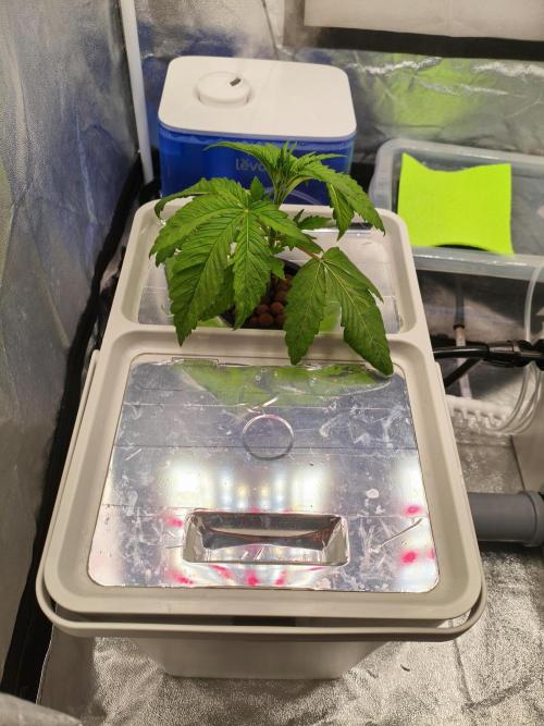 Persian Pie Green House Seeds RDWC. Week 3 - 4/7/26