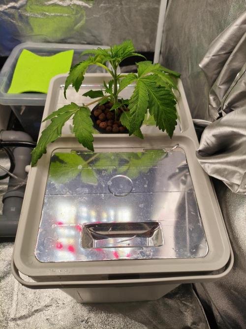 Persian Pie Green House Seeds RDWC. Week 3 - 4/7/26