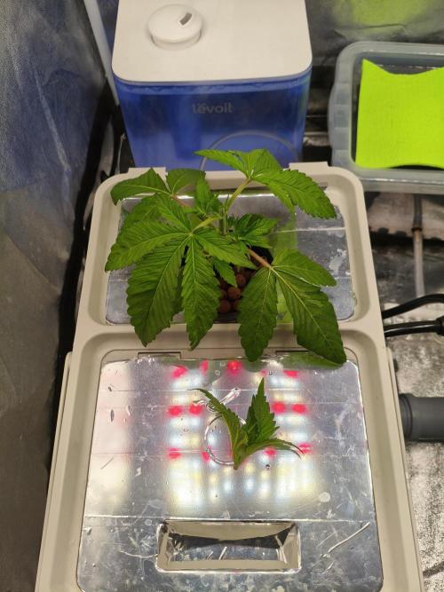 Persian Pie Green House Seeds RDWC. Week 3 - 4/7/26 Topping