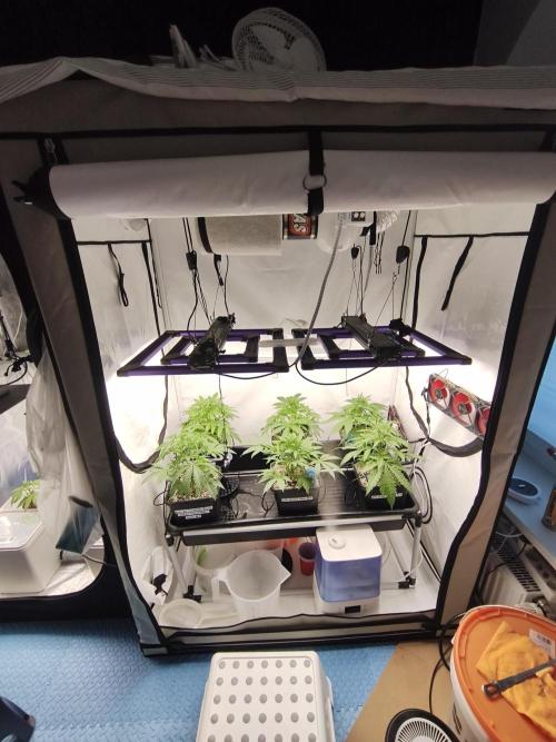 COCO Grow Big Tent 3 Strains - 6 Plants. Week 6 - 4/6/26