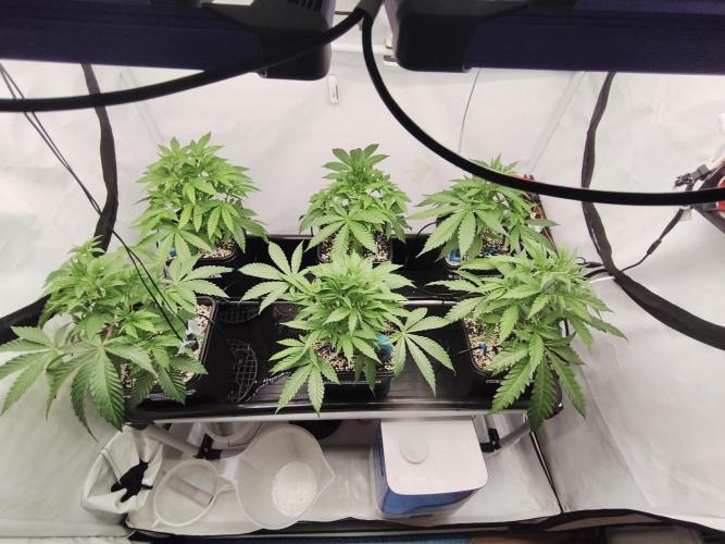 COCO Grow Big Tent 3 Strains - 6 Plants. Week 6 - 4/6/26