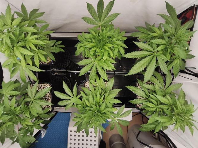 COCO Grow Big Tent 3 Strains - 6 Plants. Week 6 - 4/6/26 Top View