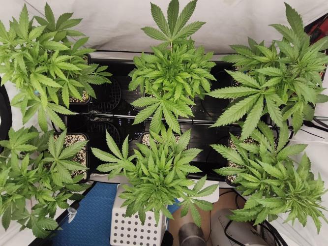 COCO Grow Big Tent 3 Strains - 6 Plants. Week 6 - 4/6/26
