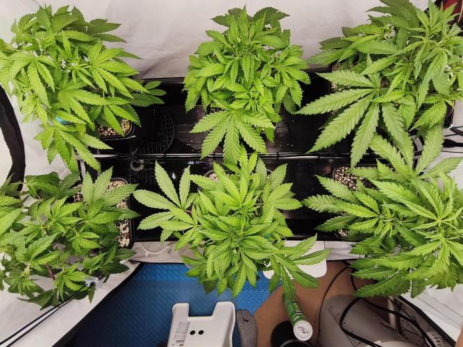 COCO Grow Big Tent 3 Strains - 6 Plants. Week 6 - Top view defoliation – removing large fan leaves (04/07/26)
