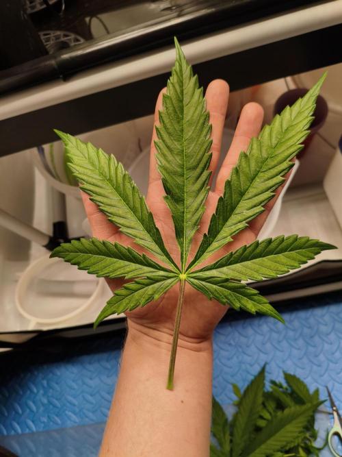 COCO Grow Big Tent 3 Strains - 6 Plants. Week 6 - Size of fan leaf vs my hand