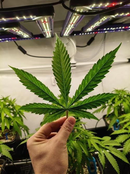 COCO Grow Big Tent 3 Strains - 6 Plants. Week 6 - Light shining through, looking healthy 🌿