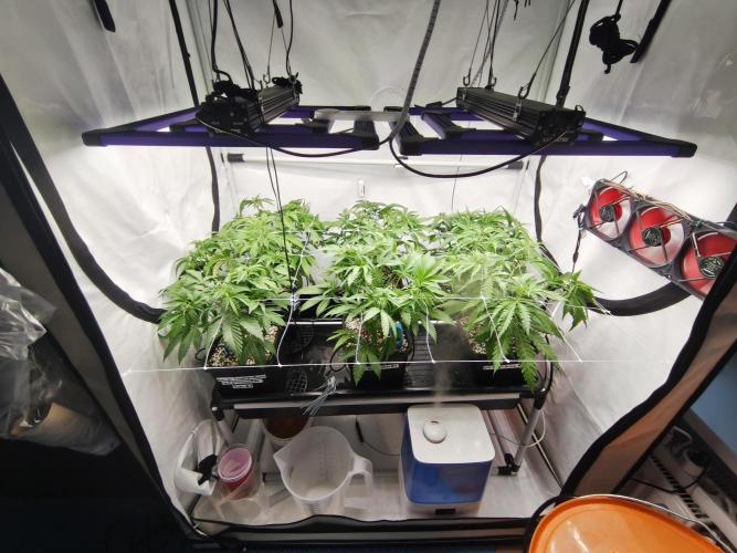 COCO Grow Big Tent 3 Strains - 6 Plants. Week 6 - 04/12/26 – Installed a trellis net (or something like that 😄)