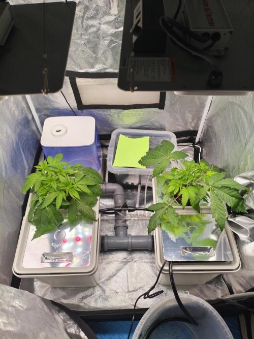 Persian Pie Green House Seeds RDWC. Week 4