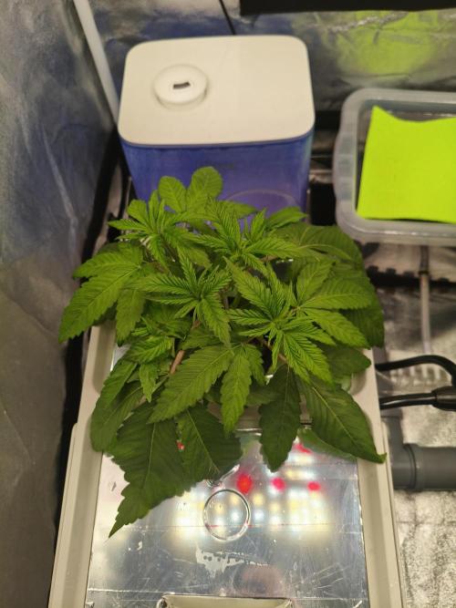 Persian Pie Green House Seeds RDWC. Week 4