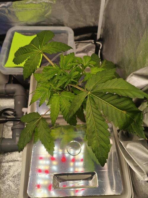 Persian Pie Green House Seeds RDWC. Week 4