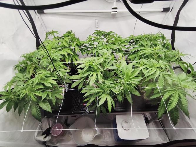 COCO Grow Big Tent 3 Strains - 6 Plants. Week 7