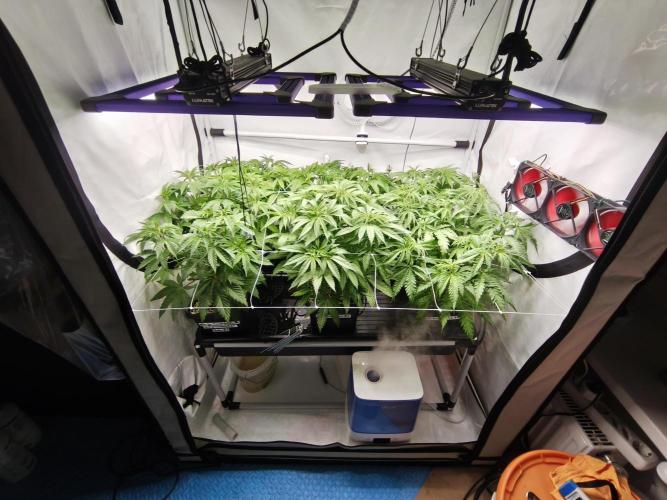 COCO Grow Big Tent 3 Strains - 6 Plants. Week 7 - Bevore Defoliation