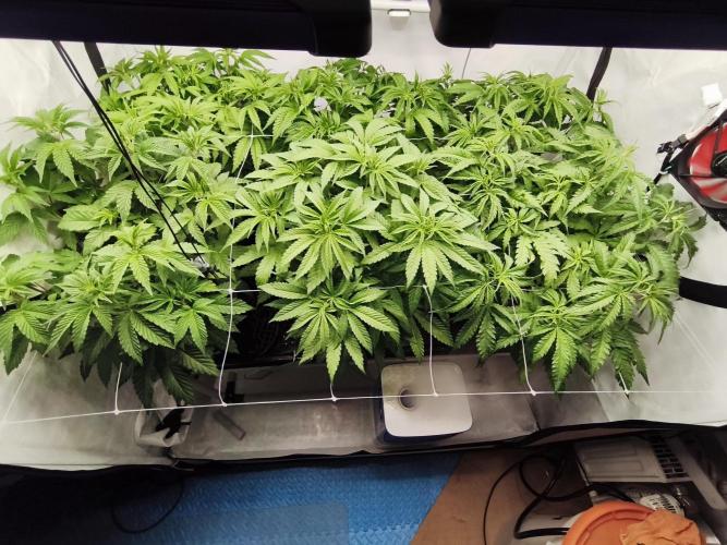 COCO Grow Big Tent 3 Strains - 6 Plants. Week 7 - Bevore Defoliation