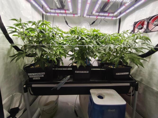 COCO Grow Big Tent 3 Strains - 6 Plants. Week 7 - Bevore Defoliation