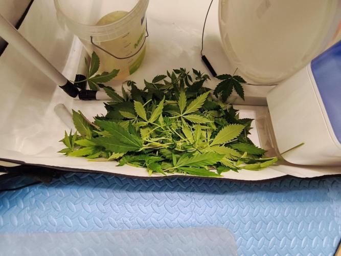 COCO Grow Big Tent 3 Strains - 6 Plants. Week 7 - 🌿🌿🌿