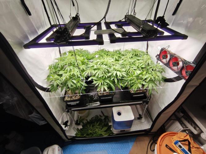 COCO Grow Big Tent 3 Strains - 6 Plants. Week 7 - After Defoliation