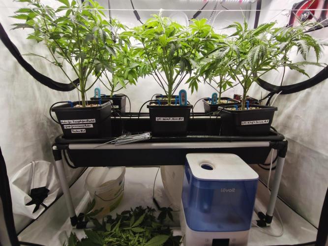 COCO Grow Big Tent 3 Strains - 6 Plants. Week 7 - After Defoliation