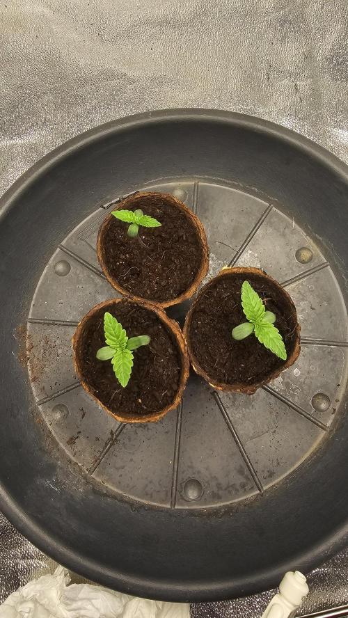 Bubblegum xl. Week 1