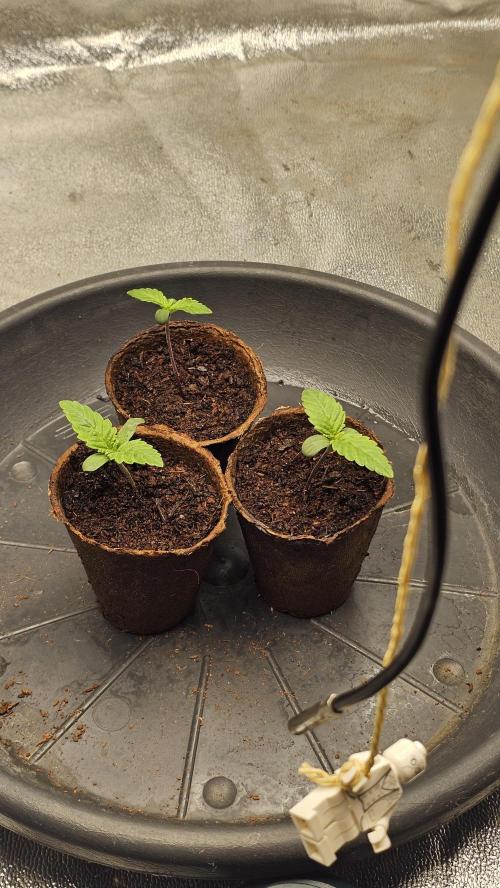 Bubblegum xl. Week 1