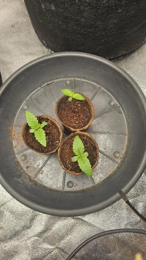 Bubblegum xl. Week 1