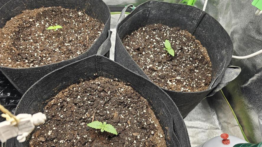 Bubblegum xl. Week 1