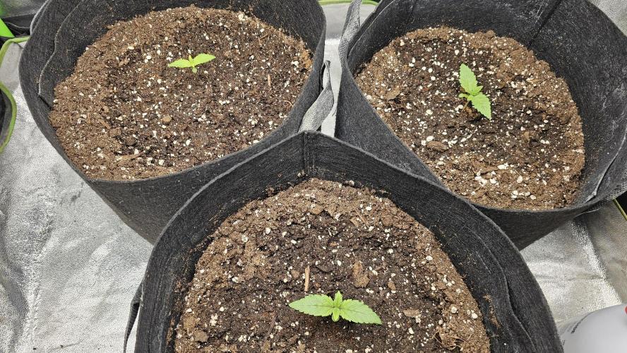 Bubblegum xl. Week 2
