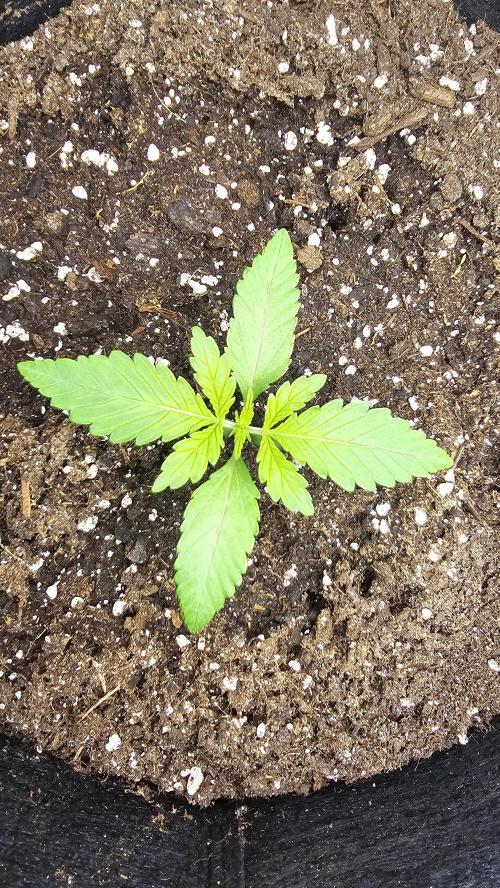 Bubblegum xl. Week 2