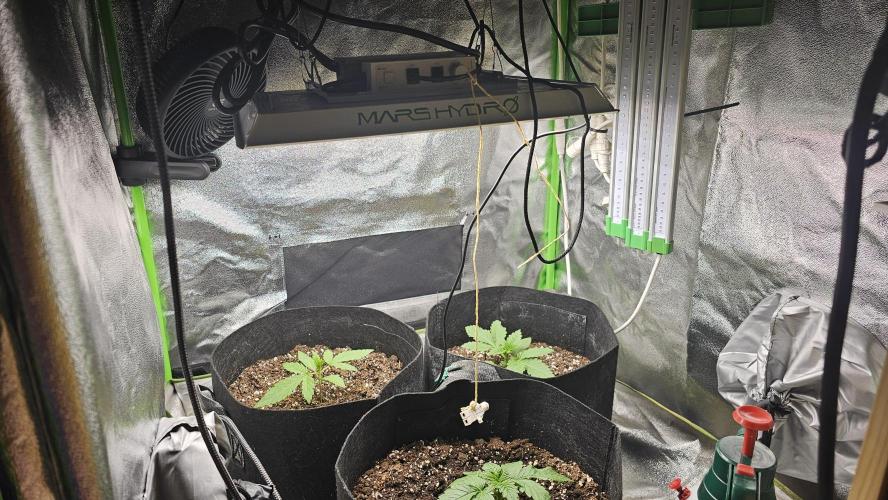 Bubblegum xl. Week 2