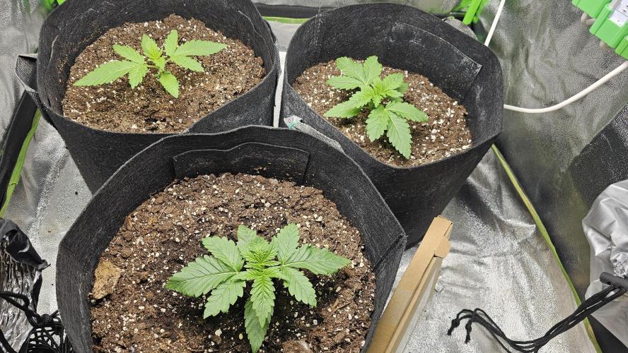 Bubblegum xl. Week 3