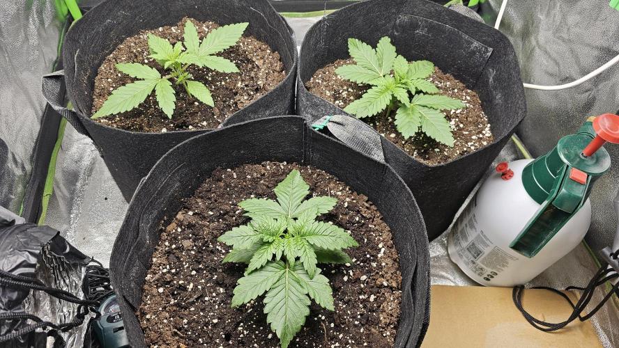 Bubblegum xl. Week 3