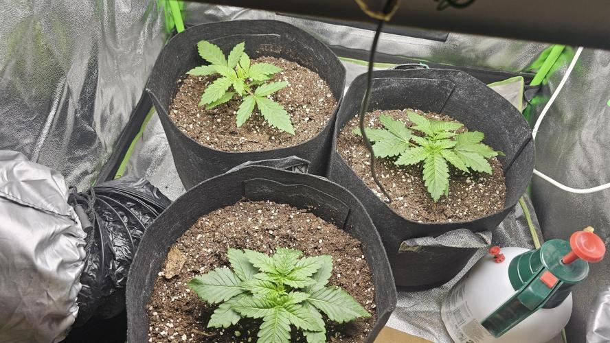 Bubblegum xl. Week 3