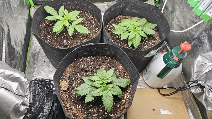 Bubblegum xl. Week 3