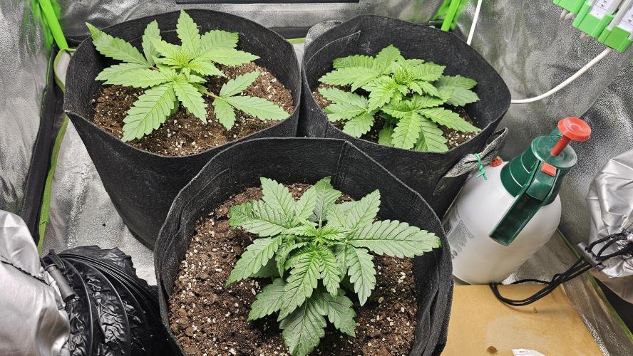 Bubblegum xl. Week 3