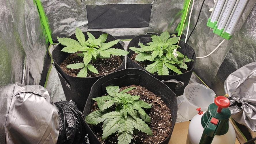 Bubblegum xl. Week 3