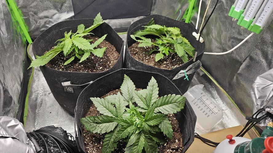 Bubblegum xl. Week 3