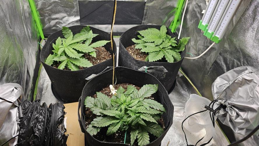 Bubblegum xl. Week 4