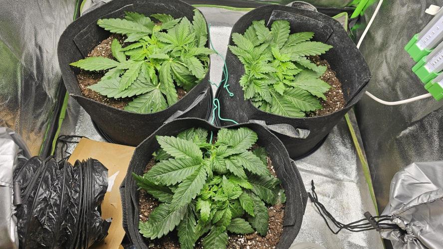 Bubblegum xl. Week 4