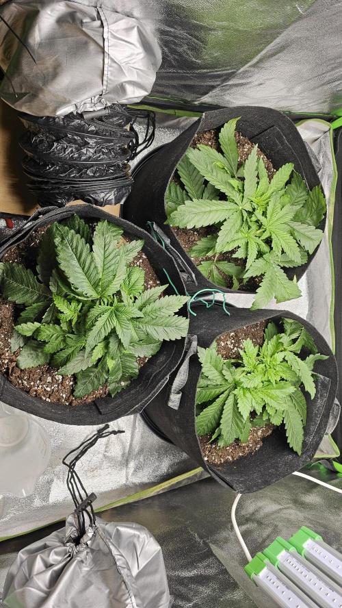 Bubblegum xl. Week 4