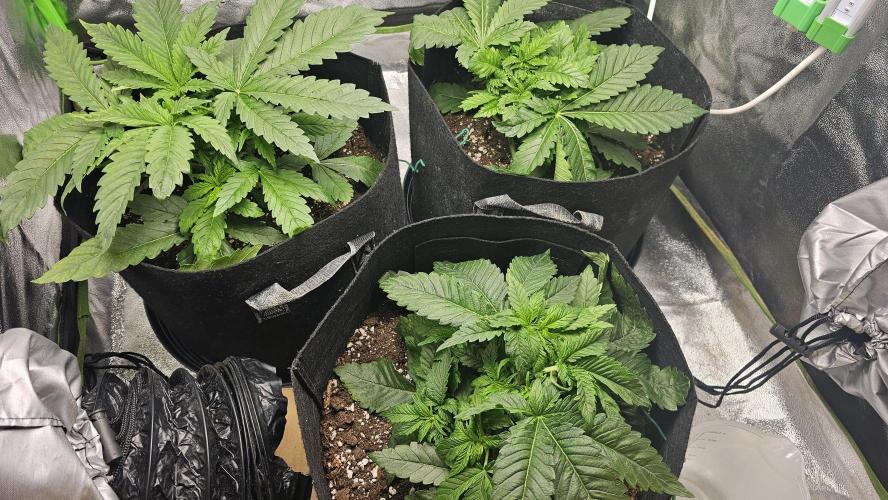 Bubblegum xl. Week 4