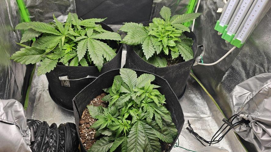 Bubblegum xl. Week 4